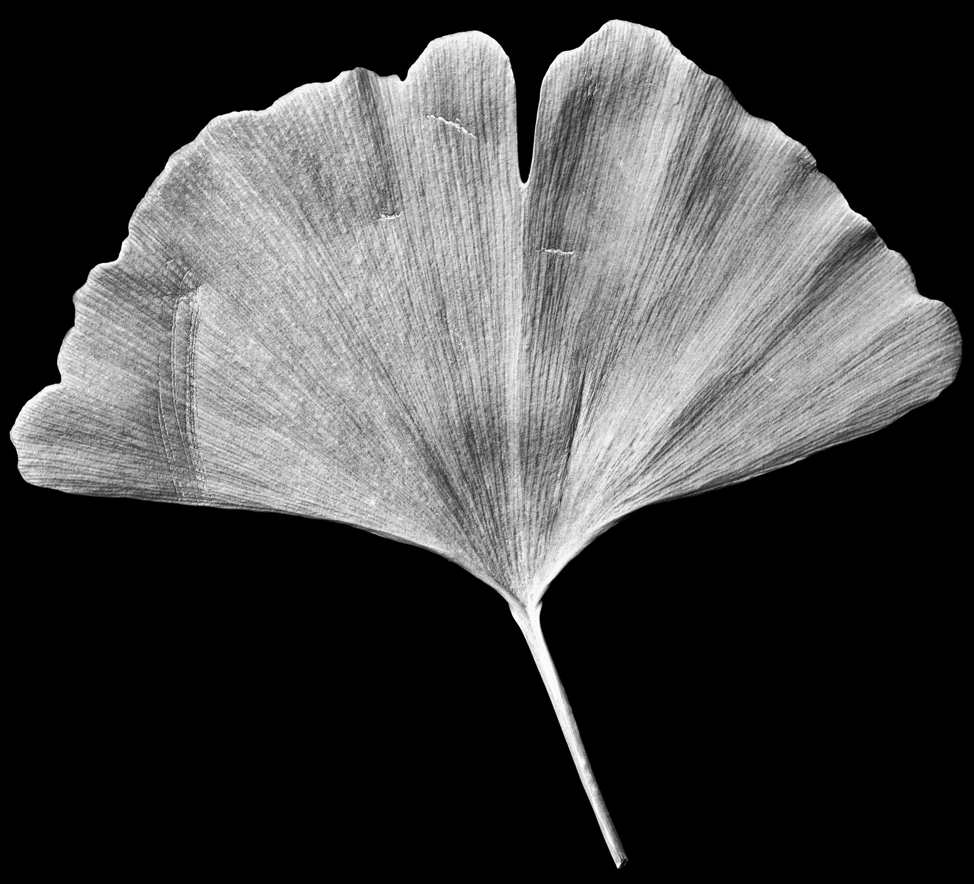 Ginkgo-Blatt